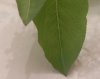 unknown leaf edge.png