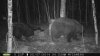 bear 7 554.jpg