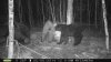 bear 7 388.jpg