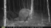 bear 7 534.jpg