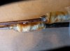 chestnut graft5-10-14.jpg