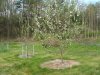 orchard May 14,2014 2014-05-14 026.JPG