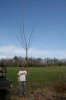 Giant Cuttings 34.JPG Giant Cuttings 34.JPG