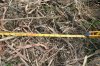Giant Cuttings 26.JPG Giant Cuttings 26.JPG