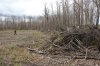 food plot funnels 2.JPG