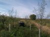 1Hybrid Austree Willow .jpg