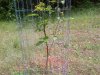 Pear Graft #1 5-19-14.JPG