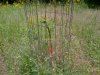 Pear Graft #2 5-19-14.JPG