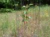 Pear Graft #3 5-19-14.JPG