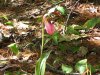 Lady Slipper 2014-06-01 001.JPG