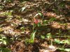 Lady Slipper 2014-06-01 002.JPG