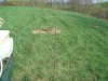 apple tree planting & spring turkeys 08 016.jpg