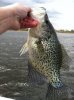 Crappie (16).jpg