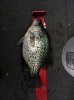 crappie 16 inch.jpg