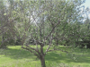 aaaaatree2.PNG