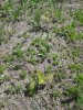 IMG_8670 bur oak in NWSG.jpg