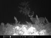 2012 photo buck 2.JPG