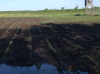 corn.png corn.png