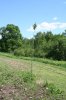2014 - Giant cuttings update 1.JPG