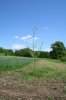 2014 - Giant cuttings update 5.JPG