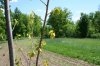 2014 - Giant cuttings update 33.JPG