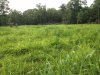 80 Plot 06-17-14.JPG