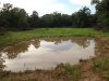6-17-14 pond.JPG