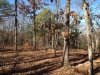 new 80 more flat ground.JPG
