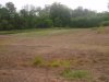 2013 SW NWSG corn plot.JPG