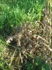 IMG_8707 thistle fs roundup about 7-10 days.jpg