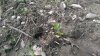 Broadcast cuttings 2.jpg