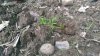 Broadcast cuttings 3.jpg