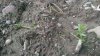 Broadcast cuttings 5.jpg