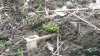 Broadcast cuttings 6.jpg