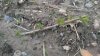 Broadcast cuttings 7.jpg