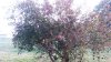 tree.jpg