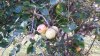 apples.jpg