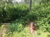 stump jpg.JPG