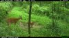 Fawn In water hole.jpg
