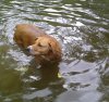Sasha swim.jpg Sasha swim.jpg