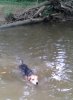 buddy swim.jpg buddy swim.jpg