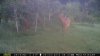 Sept 2014 apple tree cam 2014-09-04 006 (800x450).jpg