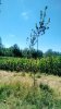 Giant cuttings - upper side of field 4.jpg