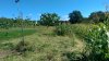 Rubbing post - no branches - tied down - reduced.jpg