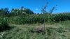 Rubbing posts tied down with camera watching - reduced.jpg