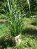 2016 young MG spray screen.JPG