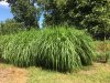 2016_ 3 Mis plants.JPG