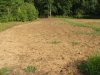 food plot 2016 2016-07-29 007.JPG