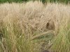 food plot 2016 2016-07-29 018.JPG