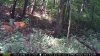 burrning bush fawns aug. 13, 2016 2016-08-13 006.JPG